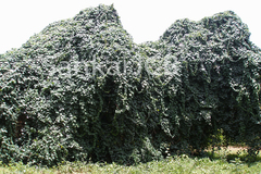 Diploclisia glaucescens